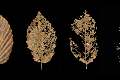 Etapes de la décomposition d'une feuille de Charme
